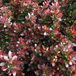 WorryFree&reg; Crimson Cutie&reg; Barberry - Nature Hills Nursery - #2 Container - 