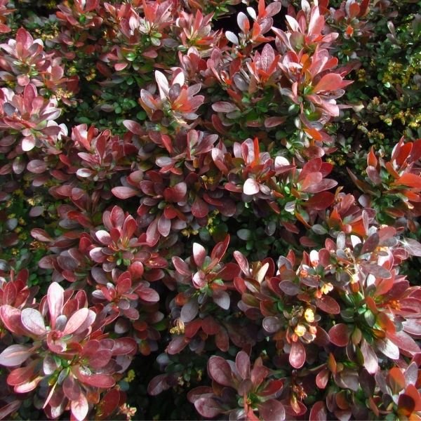 WorryFree&reg; Crimson Cutie&reg; Barberry - Nature Hills Nursery - #2 Container - 