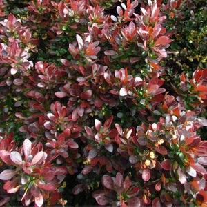 WorryFree&reg; Crimson Cutie&reg; Barberry - Nature Hills Nursery - #2 Container - 