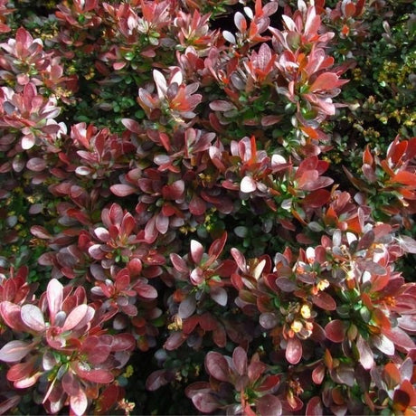 WorryFree&reg; Crimson Cutie&reg; Barberry - Nature Hills Nursery - #2 Container - 
