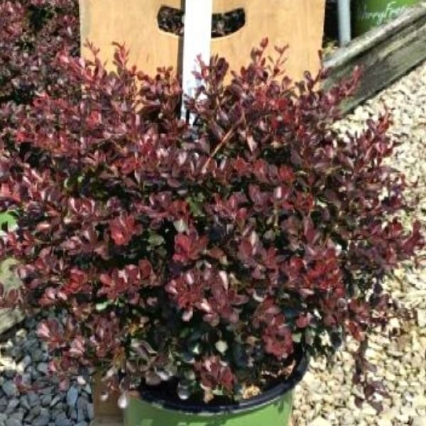 WorryFree&reg; Crimson Cutie&reg; Barberry - Nature Hills Nursery - #2 Container - 