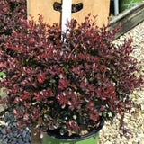 WorryFree&reg; Crimson Cutie&reg; Barberry - Nature Hills Nursery - #2 Container - 