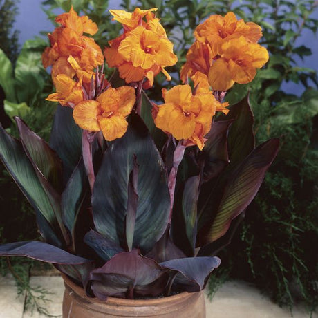 Wyoming Canna - Perennial - Nature Hills Nursery - 