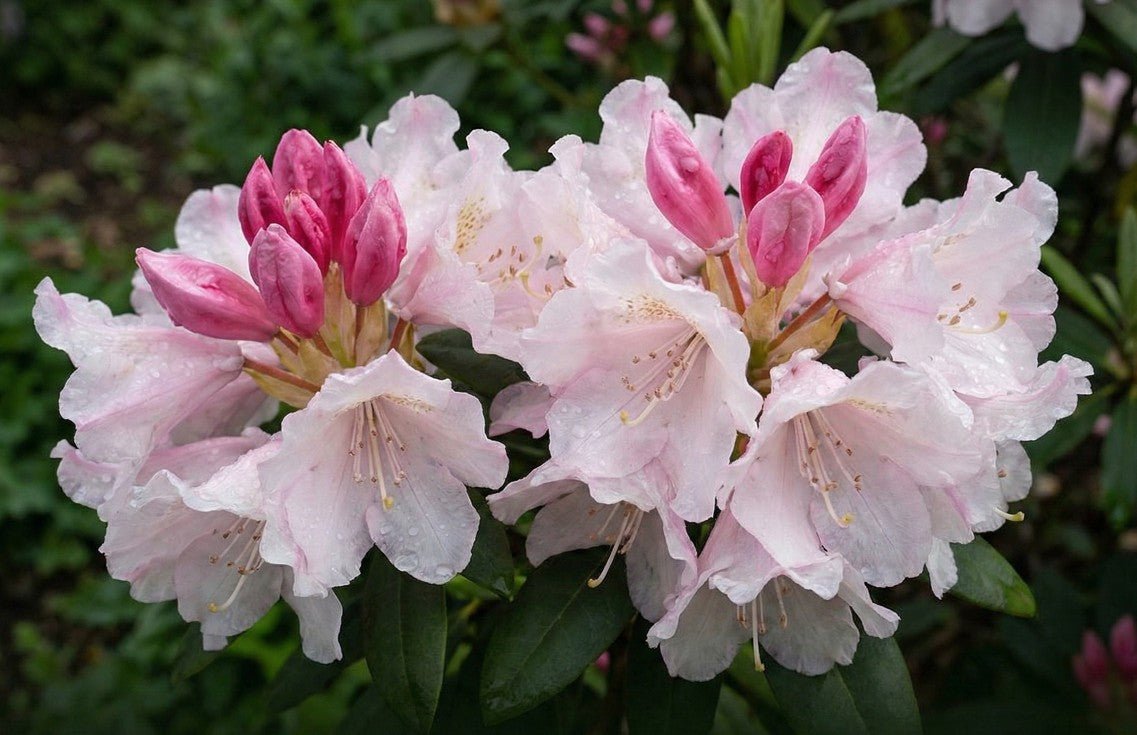 rhododendron potting mix Yaku Princess Rhododendron | Compact Spring Blooms