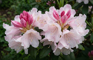 Yaku Princess Rhododendron