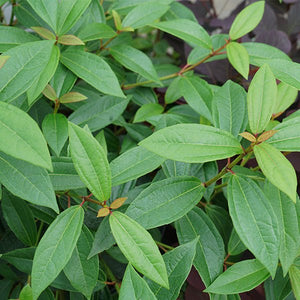 Yang® David Viburnum - Bush - Nature Hills Nursery - 2 Container - 