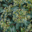Yang® David Viburnum - Bush - Nature Hills Nursery - 2 Container - 