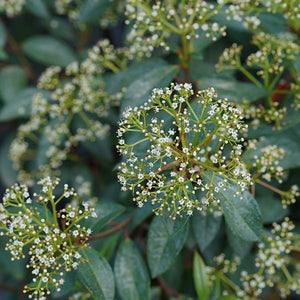 Yang® David Viburnum - Bush - Nature Hills Nursery - 2 Container - 