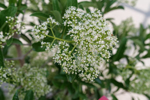 Yardline Viburnum shrub, side view