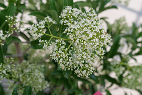 Yardline Viburnum shrub, side view