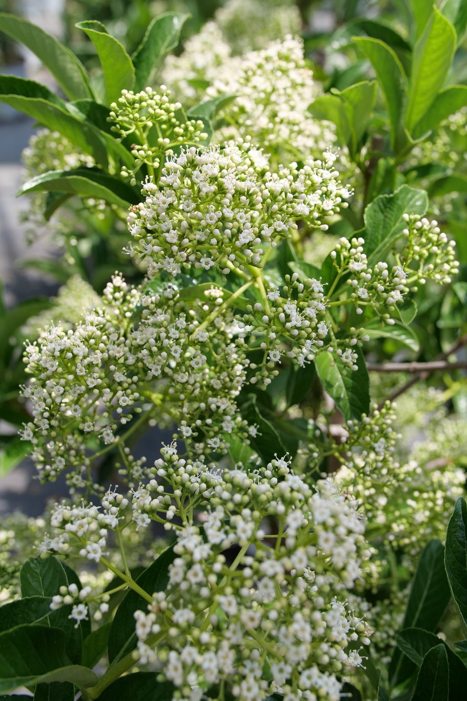 Yardline Viburnum shrub, detail view