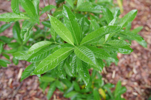 Yardline Viburnum shrub, lifestyle view
