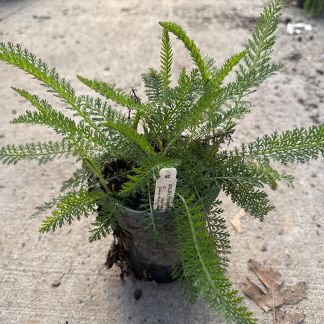 A young Achillea 'Strawberry Seduction' Yarrow plant with fern-like green foliage in a black nursery pot on concrete.