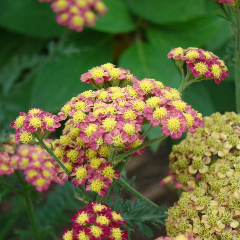 strawberry seduction yarrow seeds Strawberry Seduction Yarrow