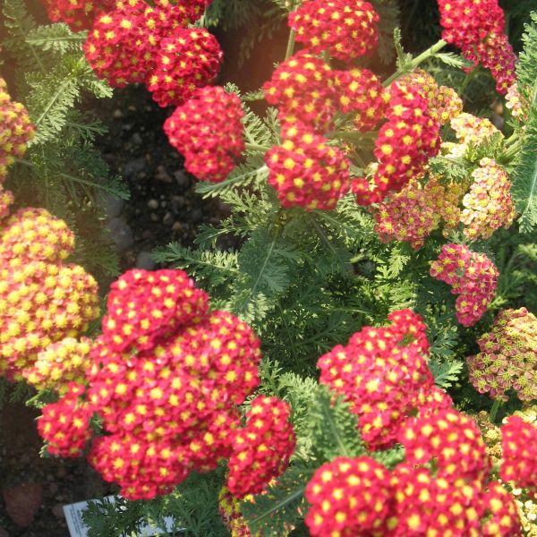 strawberry seduction yarrow seeds Strawberry Seduction Yarrow