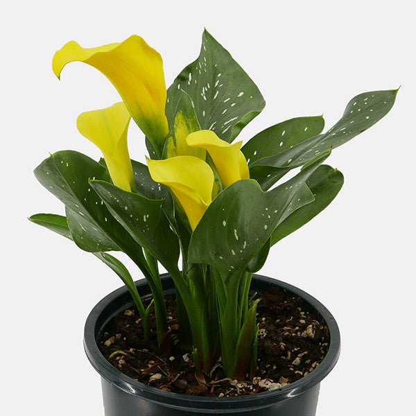 Yellow Calla Lily - Nature Hills Nursery - #1 Container 2 Pack - 