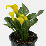 Yellow Calla Lily - Nature Hills Nursery - #1 Container 2 Pack - 
