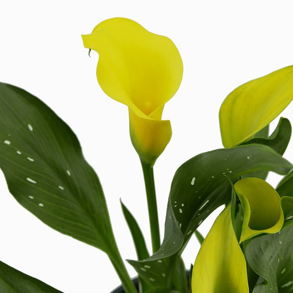 Yellow Calla Lily - Nature Hills Nursery - #1 Container 2 Pack - 