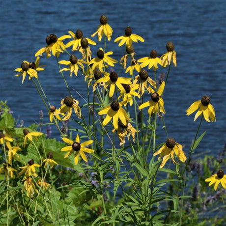Yellow Coneflower - Nature Hills Nursery - 2x2x3 Inch Container 3 Pack - 