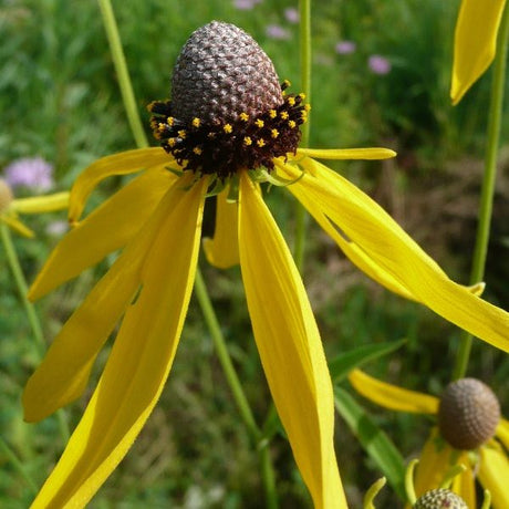 Yellow Coneflower - Nature Hills Nursery - 2x2x3 Inch Container 3 Pack - 
