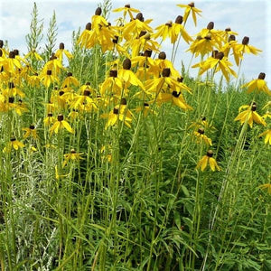 Yellow Coneflower - Nature Hills Nursery - 2x2x3 Inch Container 3 Pack - 