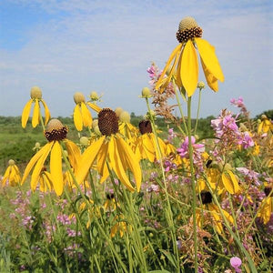 Yellow Coneflower - Nature Hills Nursery - 2x2x3 Inch Container 3 Pack - 