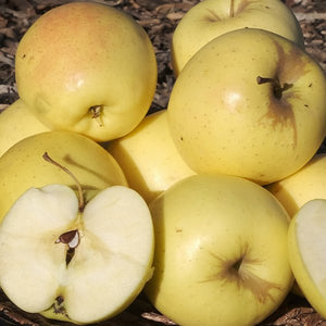 Yellow Delicious Apple Tree (Malus domestica 'Yellow Delicious'), a tree featuring white flowers and deciduous.