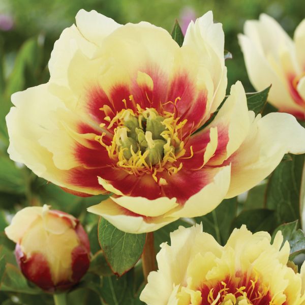 Yellow Dream Peony - Nature Hills Nursery - Bare Root Peony - 
