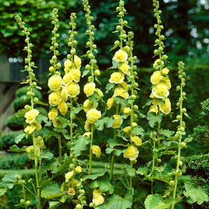 Yellow Hollyhock - Nature Hills Nursery - 5 Pack Bareroot - 