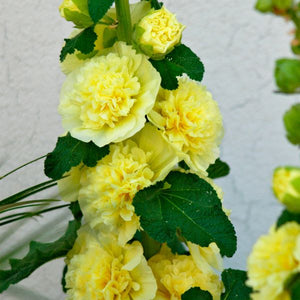 Yellow Hollyhock - Nature Hills Nursery - 5 Pack Bareroot - 