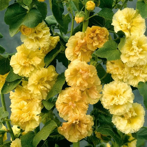 Yellow Hollyhock - Nature Hills Nursery - 5 Pack Bareroot - 