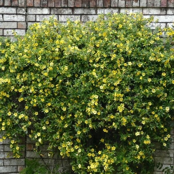 Yellow Jasmine Vine - Nature Hills Nursery - #5 Container - 