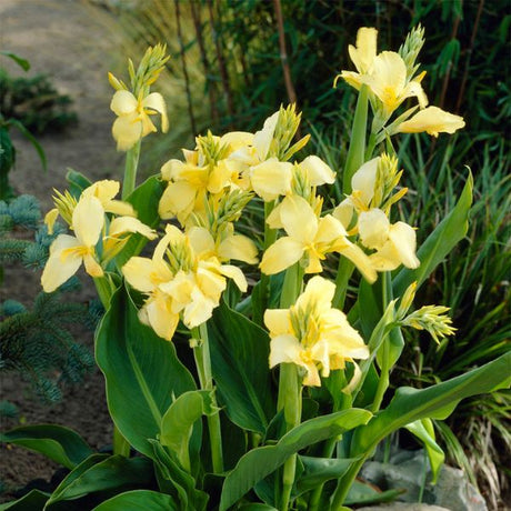 Yellow King Humbert Canna Lily Blooms