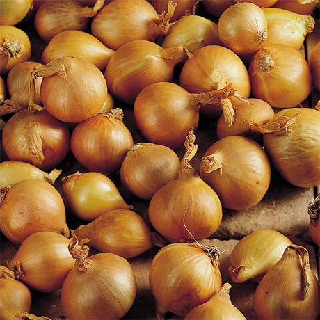 Yellow Onion - Annuals - Nature Hills Nursery - 