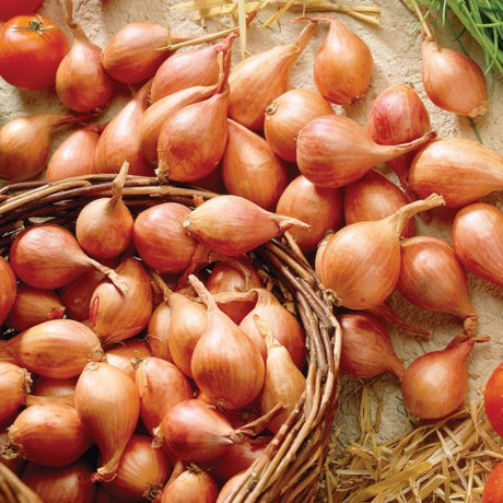 Yellow Shallots - Bulbs - Nature Hills Nursery - 