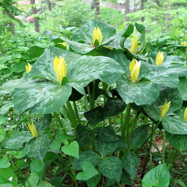 Yellow Trillium