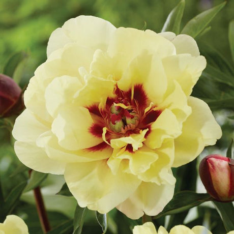 Yellow Waterlily Peony - Perennial - Nature Hills Nursery - 