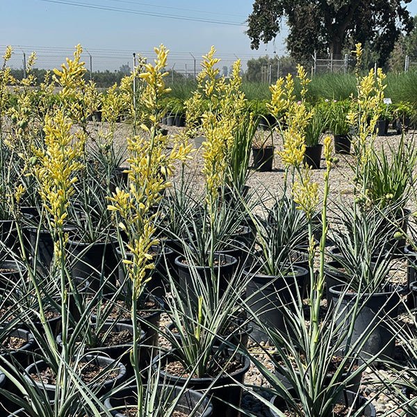 Yellow Yucca - Nature Hills Nursery - #5 Container - 