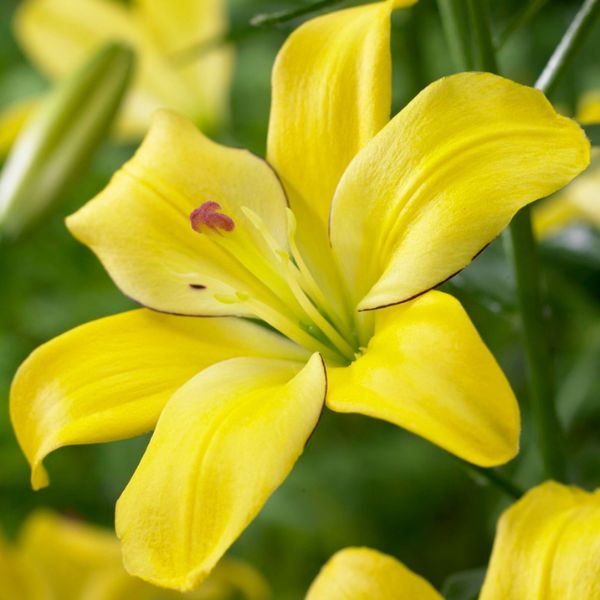 Yellow Cocotte Asiatic Lily Close Up Bloom