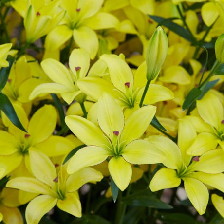 Yellow Cocotte Asiatic Lily Bloom