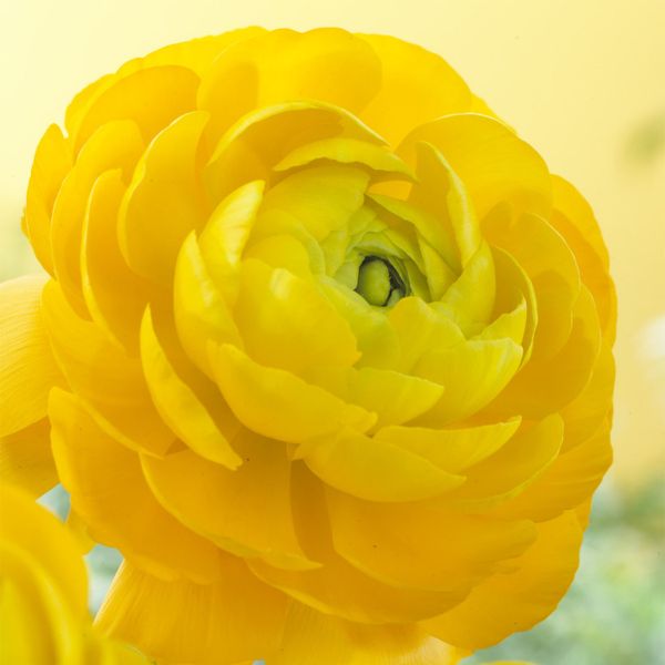 Yellow Ranunculus