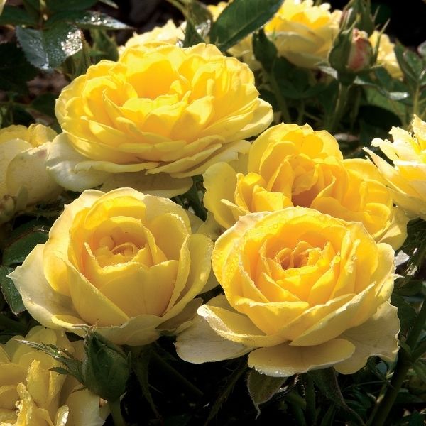 Yellow Sunblaze&reg; Rose