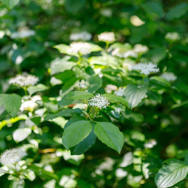 dogwood plant Arctic Fire Yellow Twig Dogwood