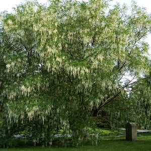 Yellowwood - Nature Hills Nursery - #7 Container 6 - 7 Feet - 