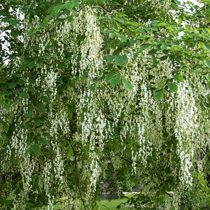 Yellowwood - Nature Hills Nursery - #7 Container 6 - 7 Feet - 