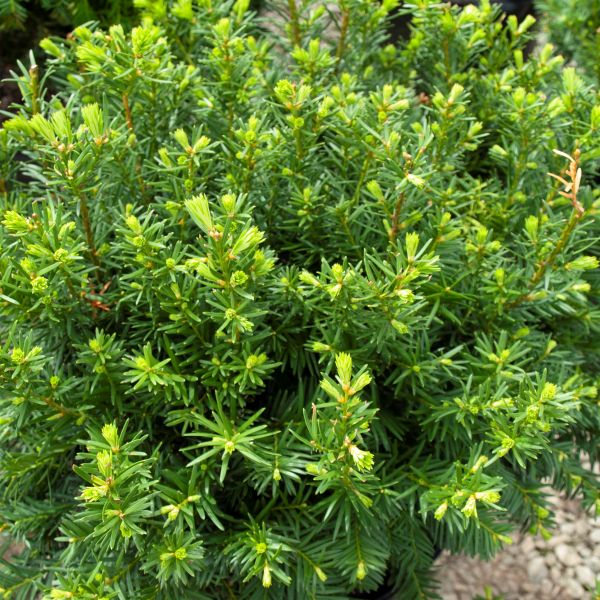 taxus x media densiformis Densiformis Yew