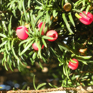 Close-up of yellow, white taxus flowers on Hicks Yew blooming in late spring.