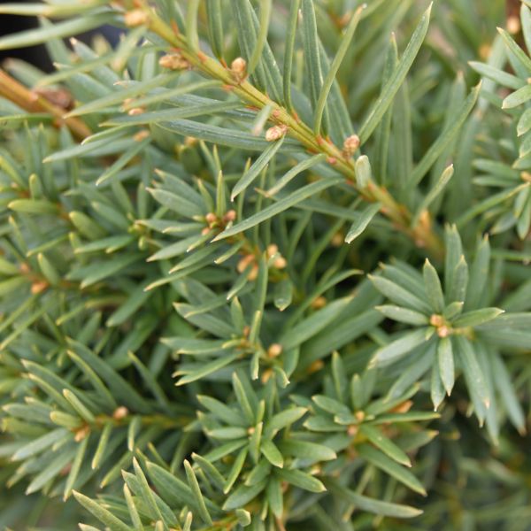 Deciduous foliage of Hicks Yew (Taxus x media 'Hicksii') in a garden setting.
