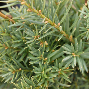 Deciduous foliage of Hicks Yew (Taxus x media 'Hicksii') in a garden setting.