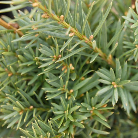 Deciduous foliage of Hicks Yew (Taxus x media 'Hicksii') in a garden setting.